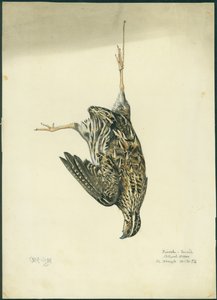 Quail